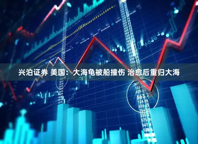 兴泊证券 美国：大海龟被船撞伤 治愈后重归大海